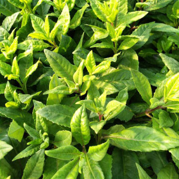 白子菜的种植方法(白子菜的种植方法和管理)