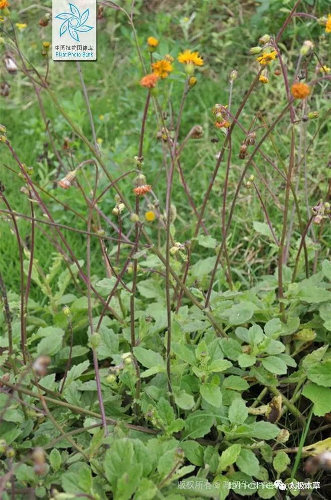 白子菜的种植方法(白子菜的种植方法和管理)