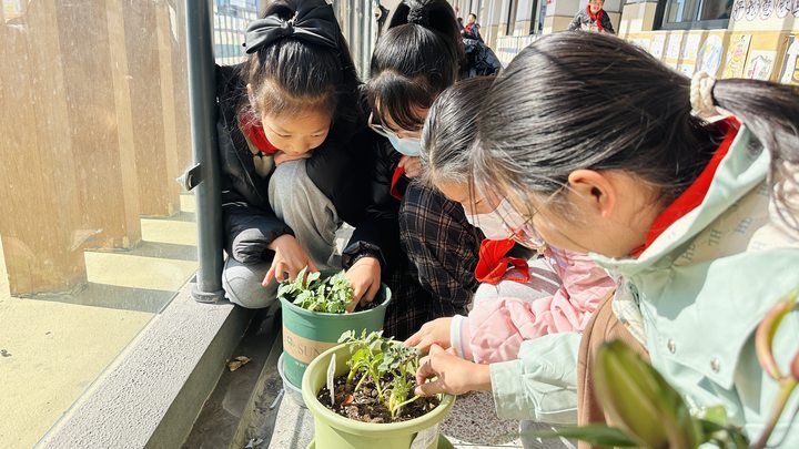 种土豆如何浇水(种土豆如何浇水最好)