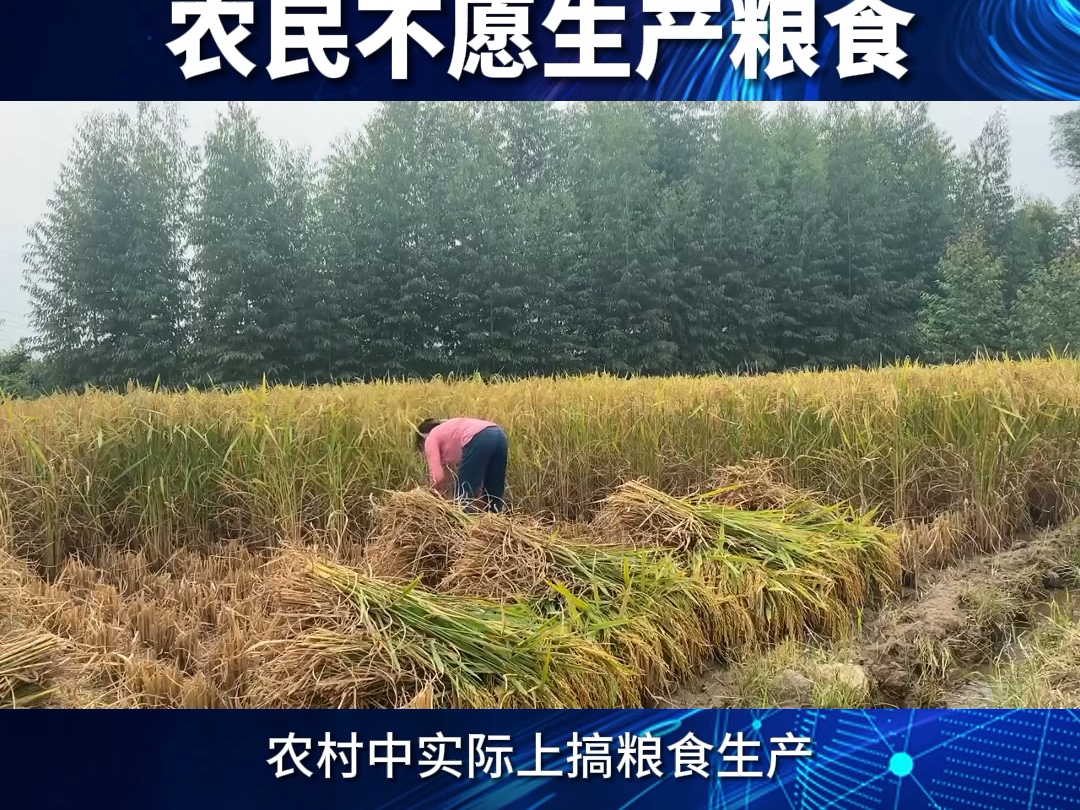 三农分别是哪三农(三农分别是哪三农呢)