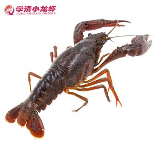 小龙虾是海水养殖还是淡水养殖(小龙虾是海水养殖还是淡水养殖的)