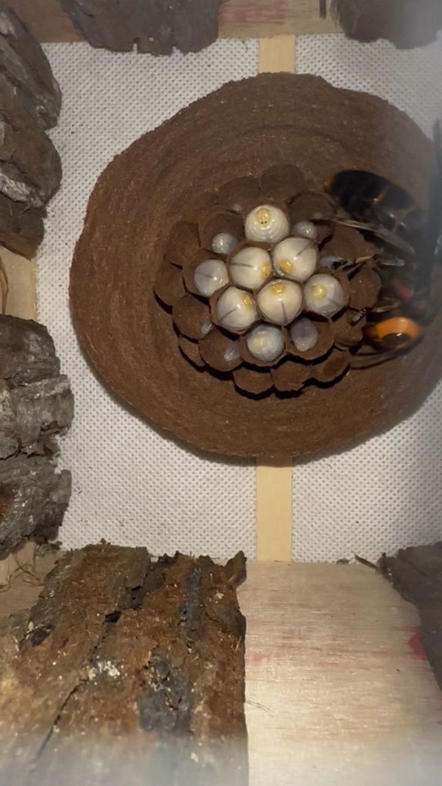 马蜂养殖技术(马蜂养殖技术免费视频)