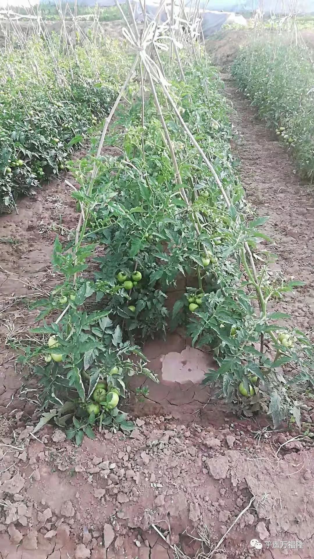 怎样种植好西红柿(怎样种植西红柿口感好)