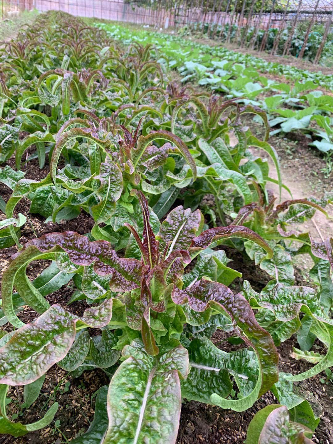 莴笋种植(莴笋种植要打叶子吗)
