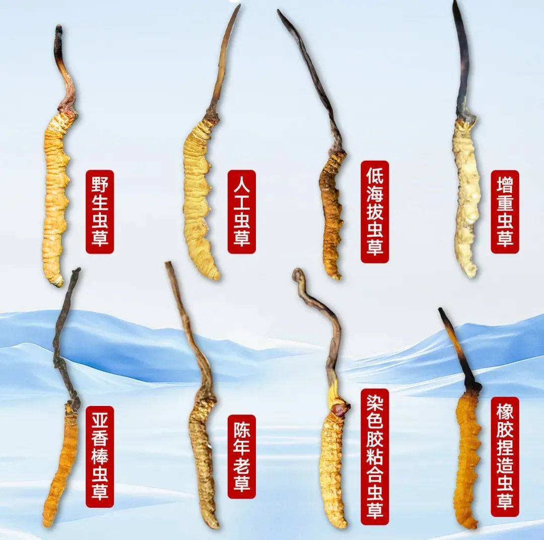 冬虫夏草繁育品(冬虫夏草繁育品什么意思)