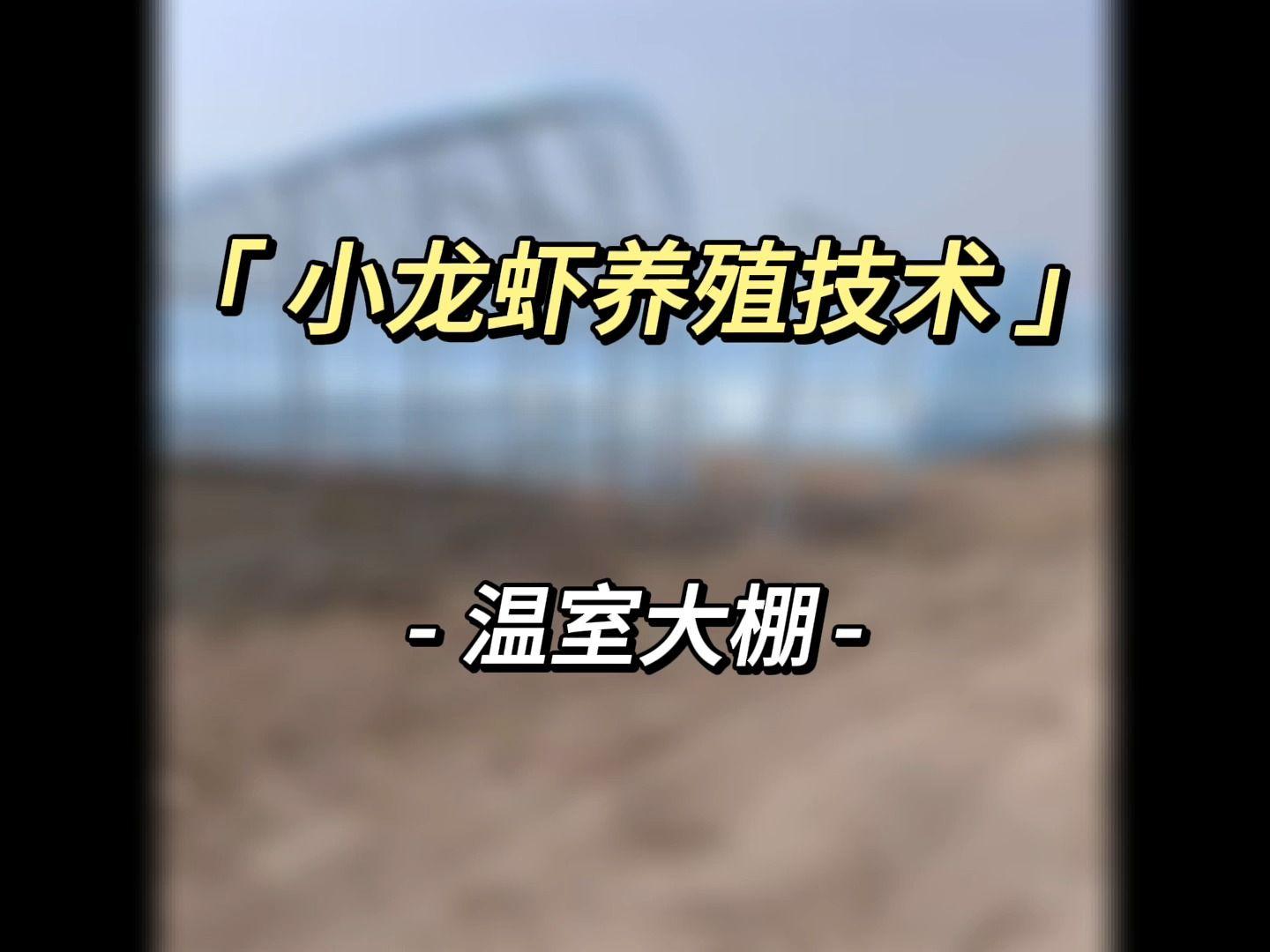 大棚养殖龙虾技术视频(大棚养殖龙虾技术视频大全)