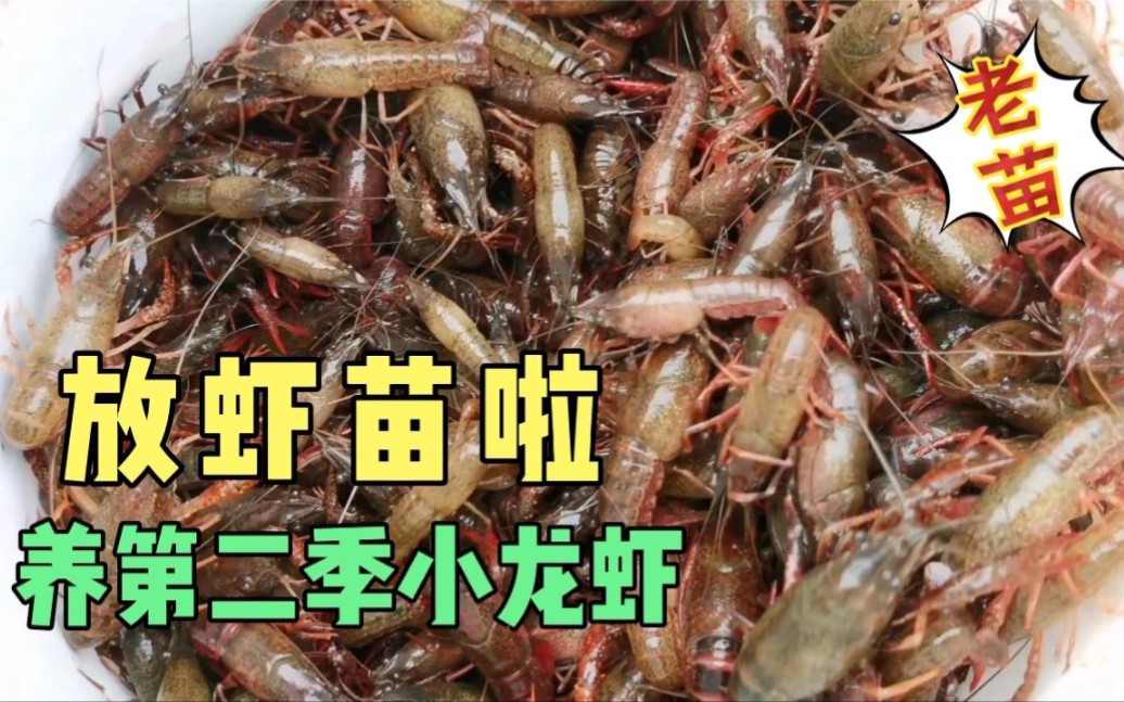 二季小龙虾养殖技术指导(二季小龙虾养殖技术指导教程)