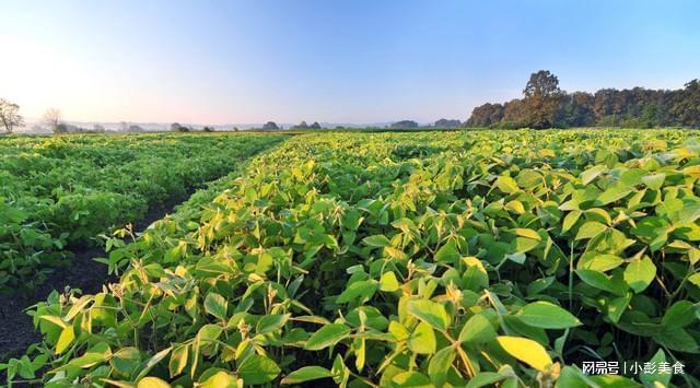 大豆种植多深(大豆种植深度和株距是多少)
