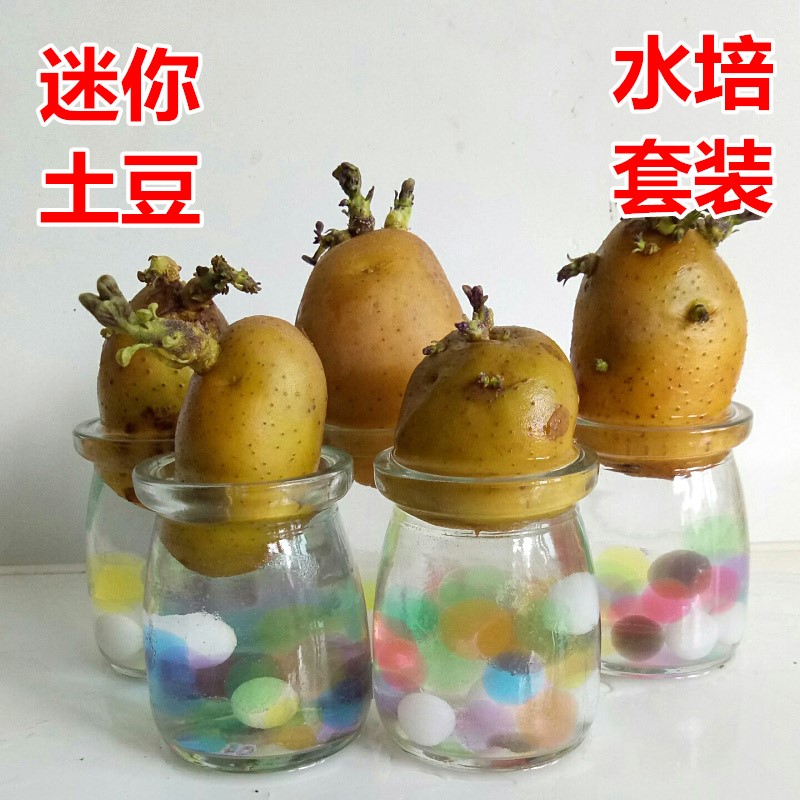 盆栽土豆怎么种(盆栽土豆怎么种植方法如下)
