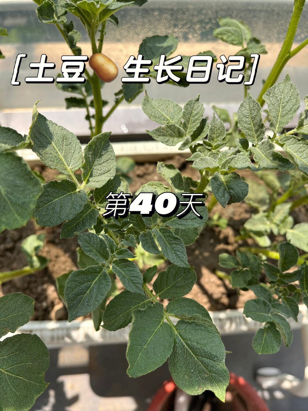 盆栽土豆怎么种(盆栽土豆怎么种植方法如下)