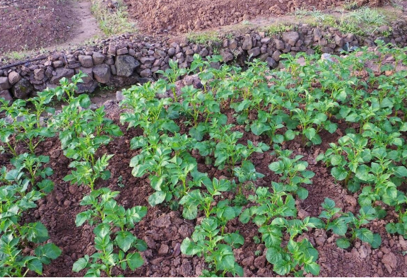 种土豆时浇水吗(土豆种植时浇水吗)
