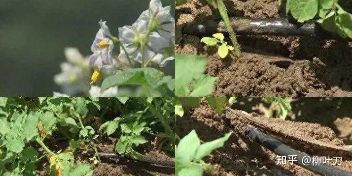 种土豆时浇水吗(土豆种植时浇水吗)