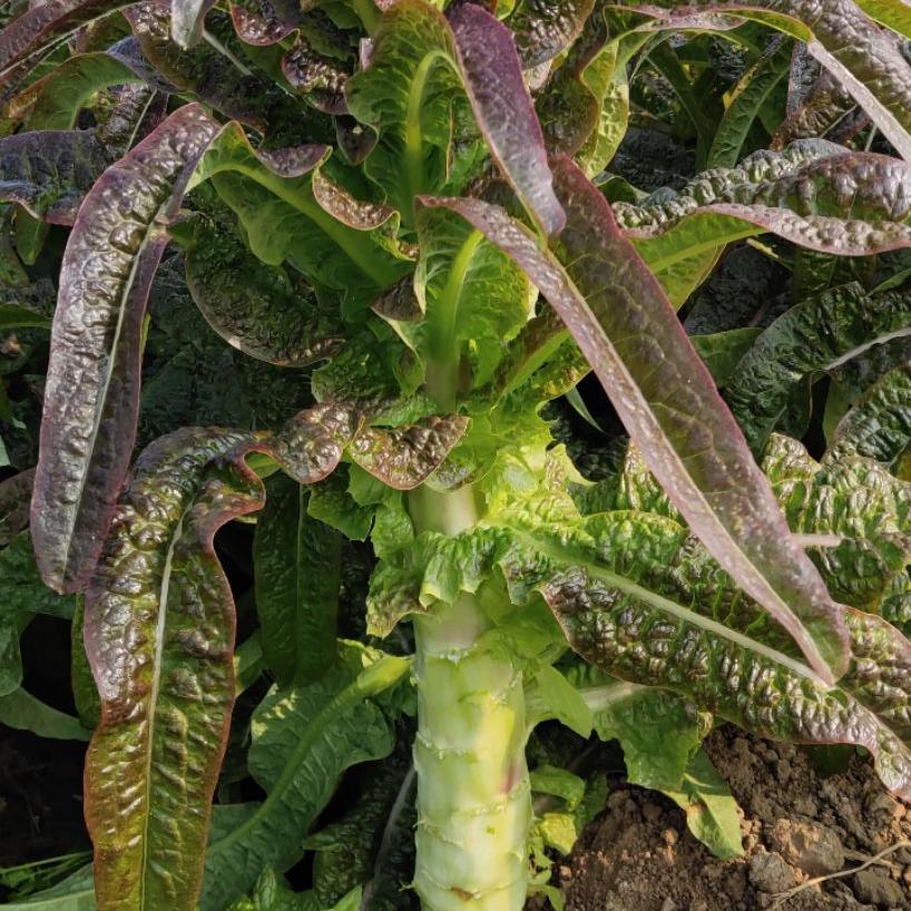 红叶莴笋的种植与管理(红叶莴笋种植时间和技术)