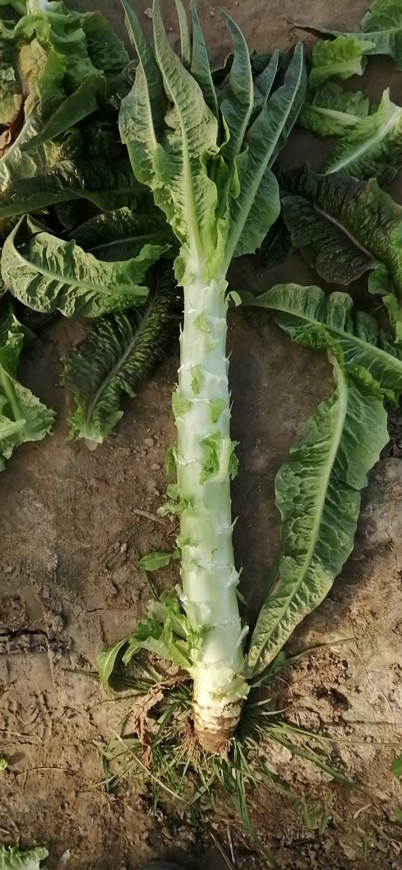 莴苣属于笋类吗(莴笋属于哪类植物)