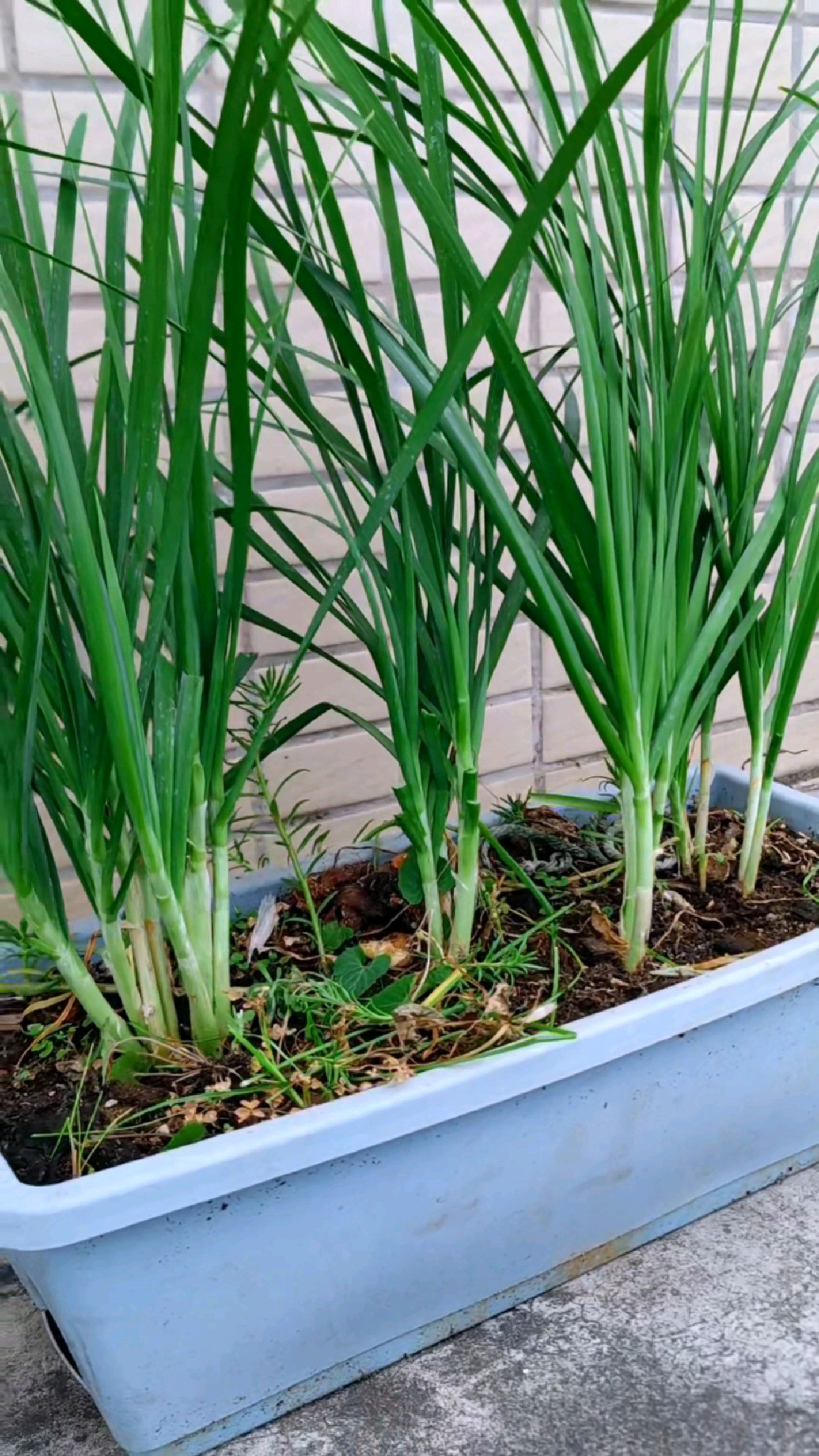 韭菜咋栽(韭菜怎么种才能长得好 需要移栽吗)