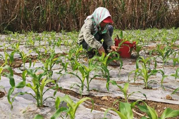 玉米要怎么种植方法(玉米要怎么种植方法图片)