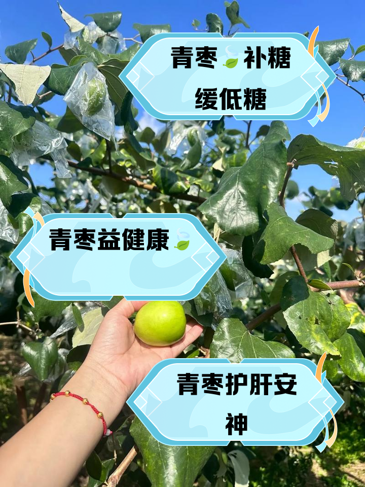 青枣施肥技术(种植青枣肥水怎样管理?)