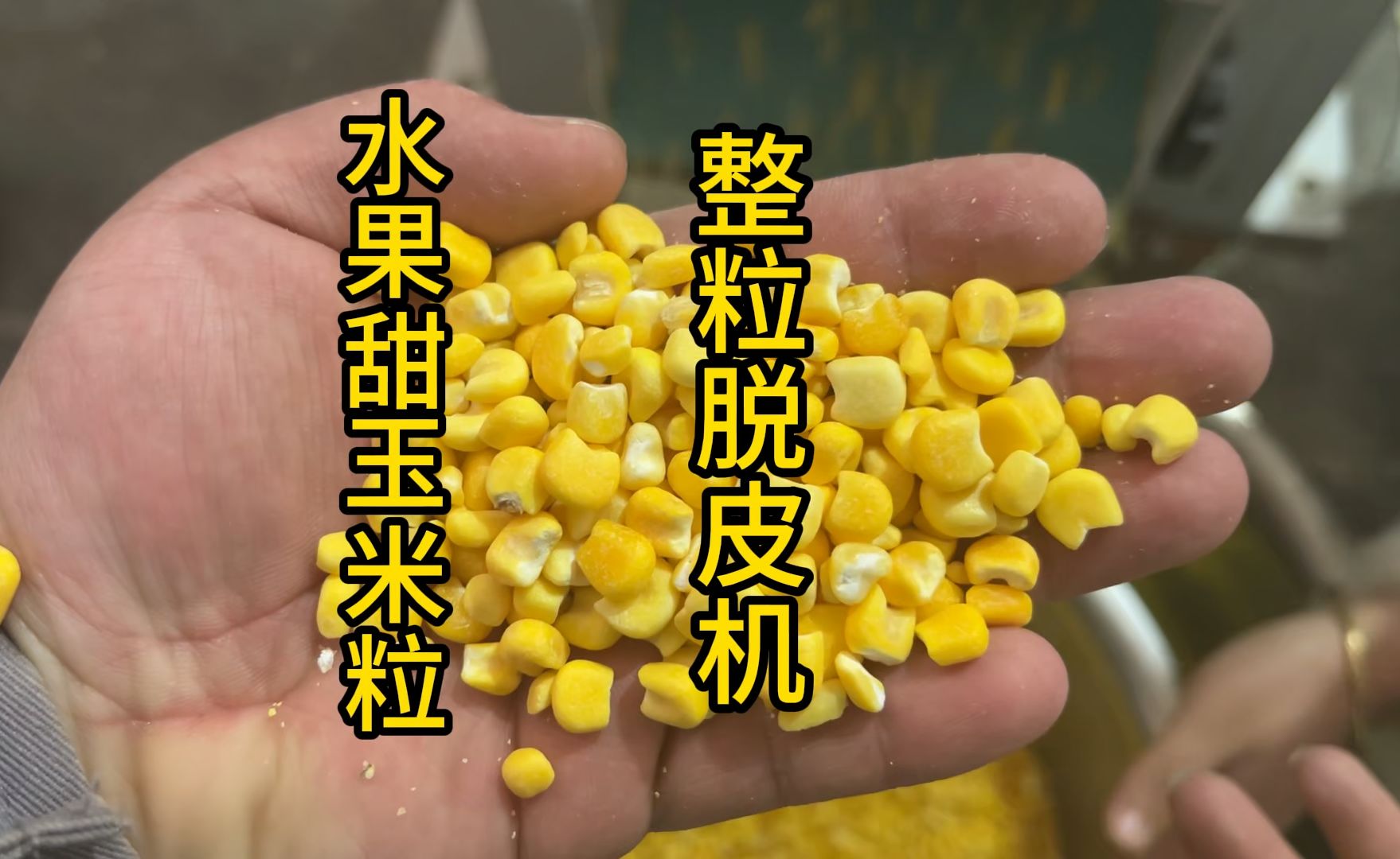 水果玉米种子哪里有(水果玉米种子哪个牌子好)