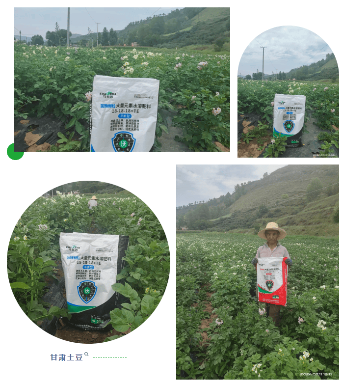 种土豆施什么肥最好(种土豆需要什么肥料最好)