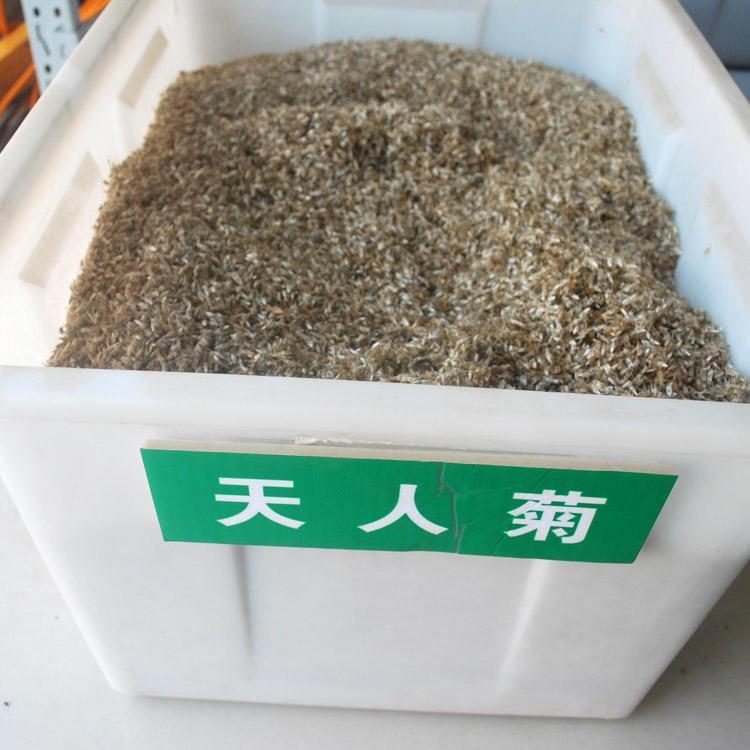 天人菊种子(天人菊种子多少钱)