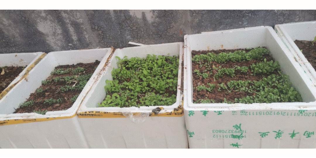 顶楼蔬菜种植(楼顶种莱有什么政策支持)