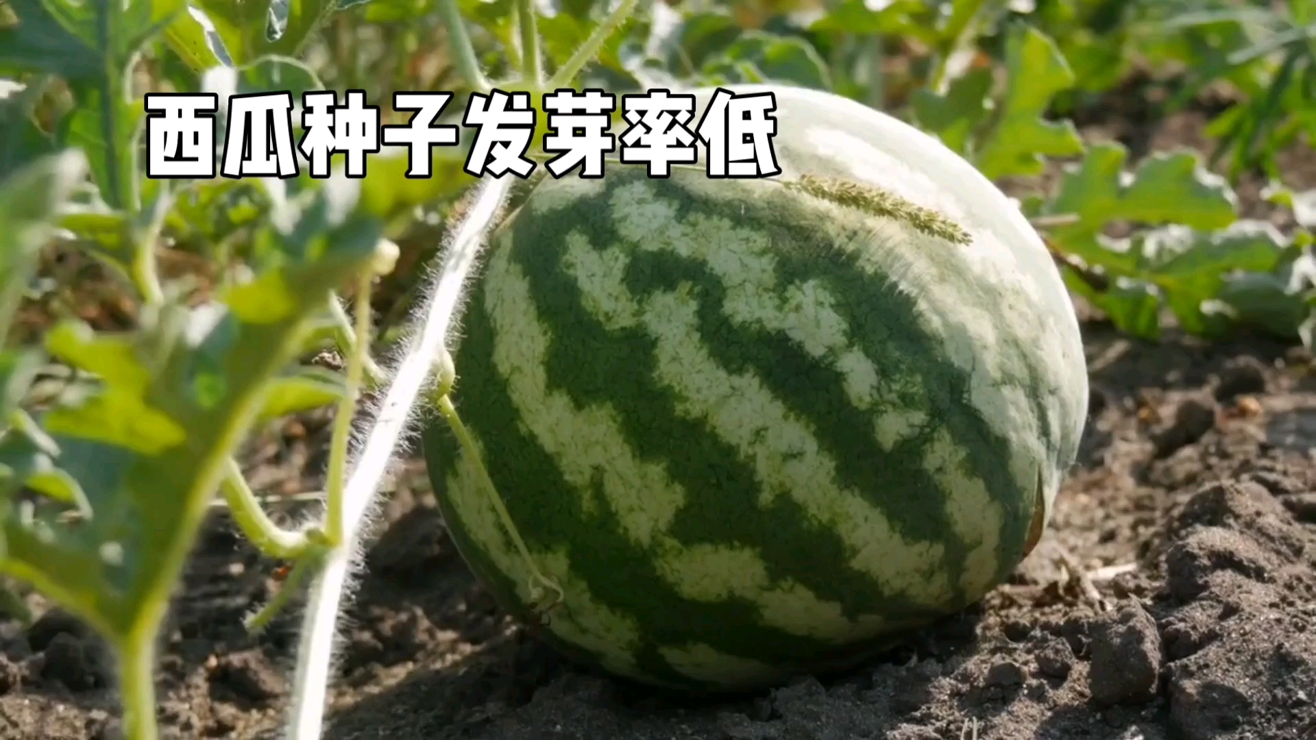 西瓜种子发芽率(西瓜种子发芽后种植方向)