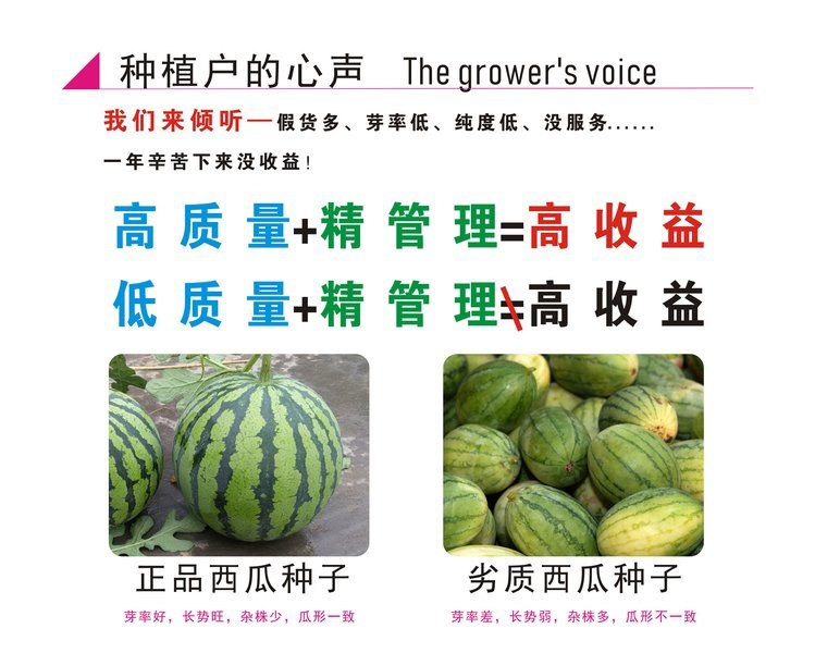 西瓜种子发芽率(西瓜种子发芽后种植方向)