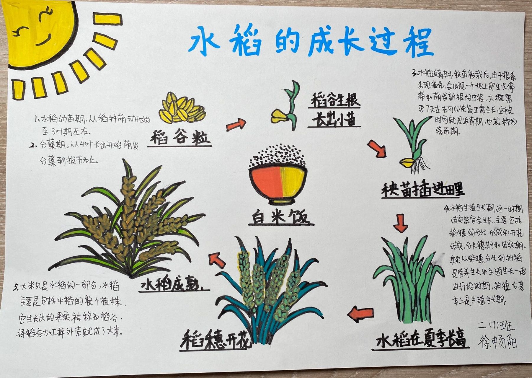 水稻种植心得体会(水稻种植心得体会范文)