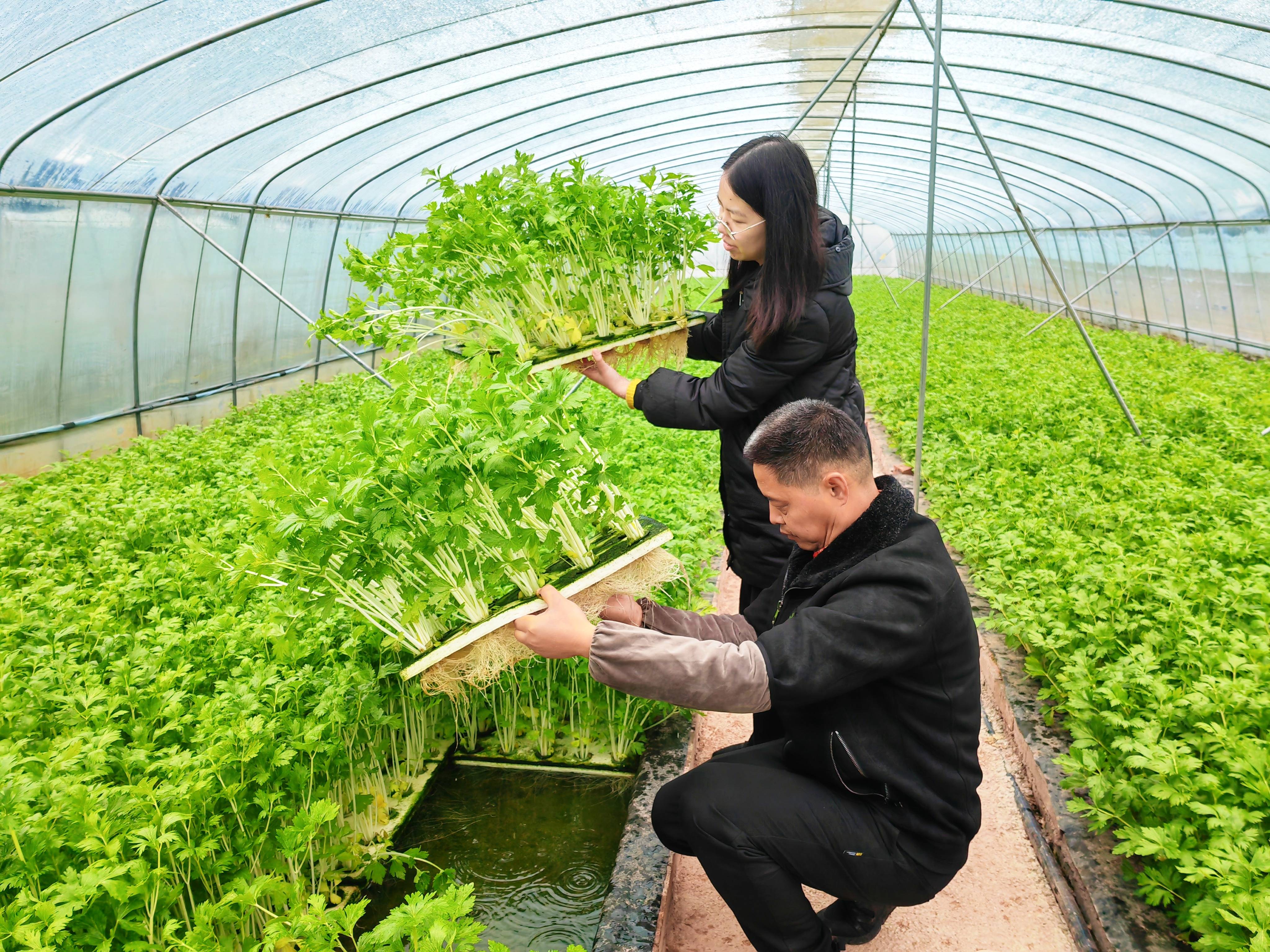 成都蔬菜种植(成都蔬菜种植农业户电话)