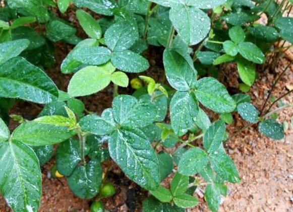 怎样种植黄豆(怎样种植黄豆芽视频)