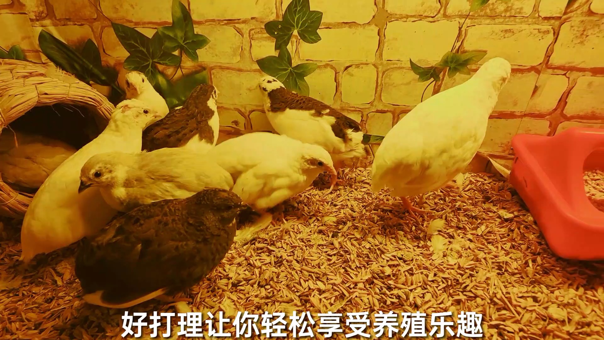 怎么养小芦丁鸡(怎么养芦丁鸡不怕人)
