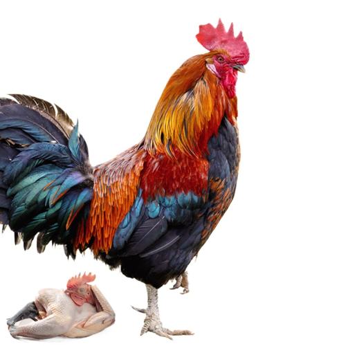 肉鸡饲养,土鸡的鸡养殖,,1.07,2,高,培育词的简单介绍