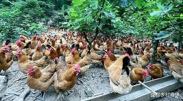 肉鸡饲养,土鸡的鸡养殖,,1.07,2,高,培育词的简单介绍