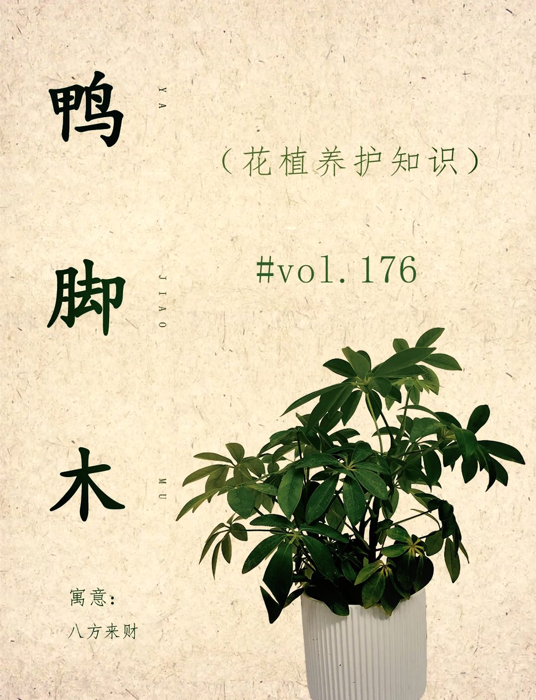 鹅掌柴养殖方法(鹅掌柴养殖方法视频)