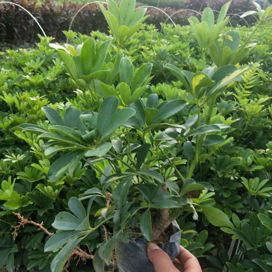 鹅掌柴养殖方法(鹅掌柴养殖方法视频)