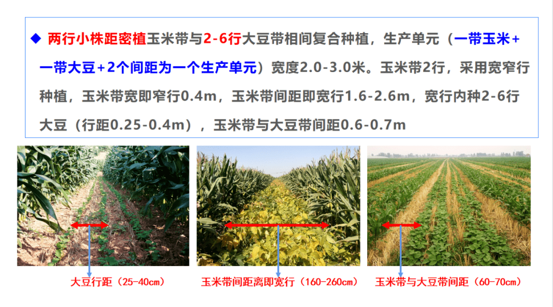 玉米大豆复合种植技术(玉米大豆复合种植技术PPT下载)