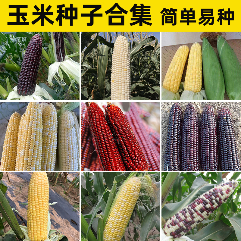 甜苞米种(甜玉米种子种植方法)
