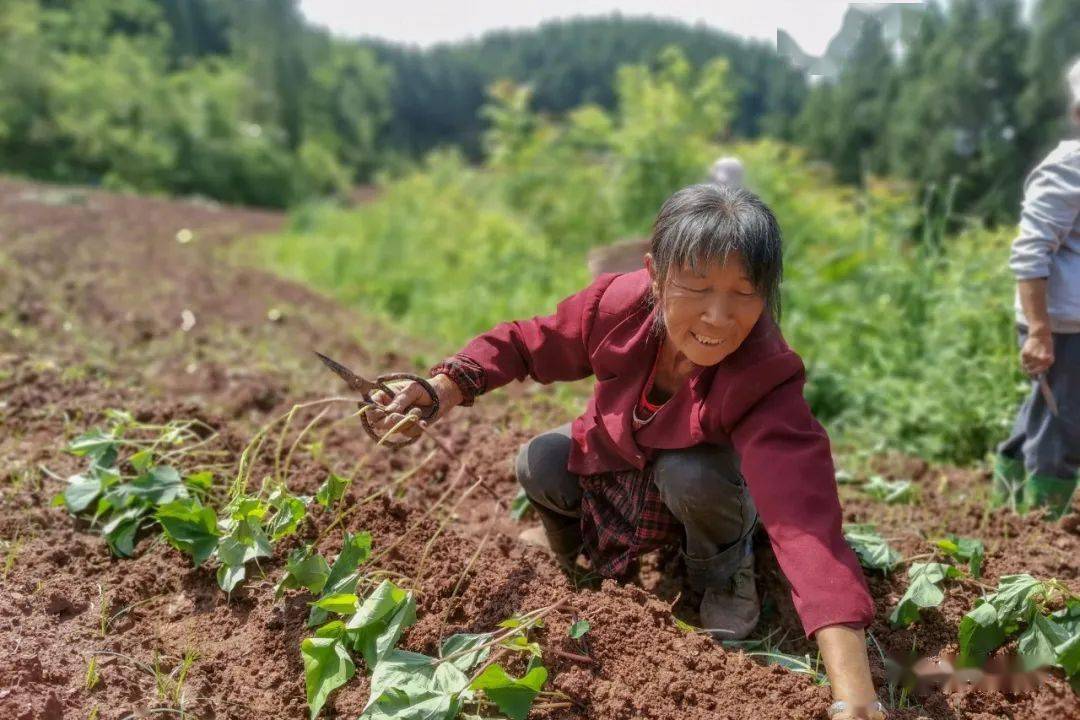栽红薯图片(栽红薯怎么栽才好)