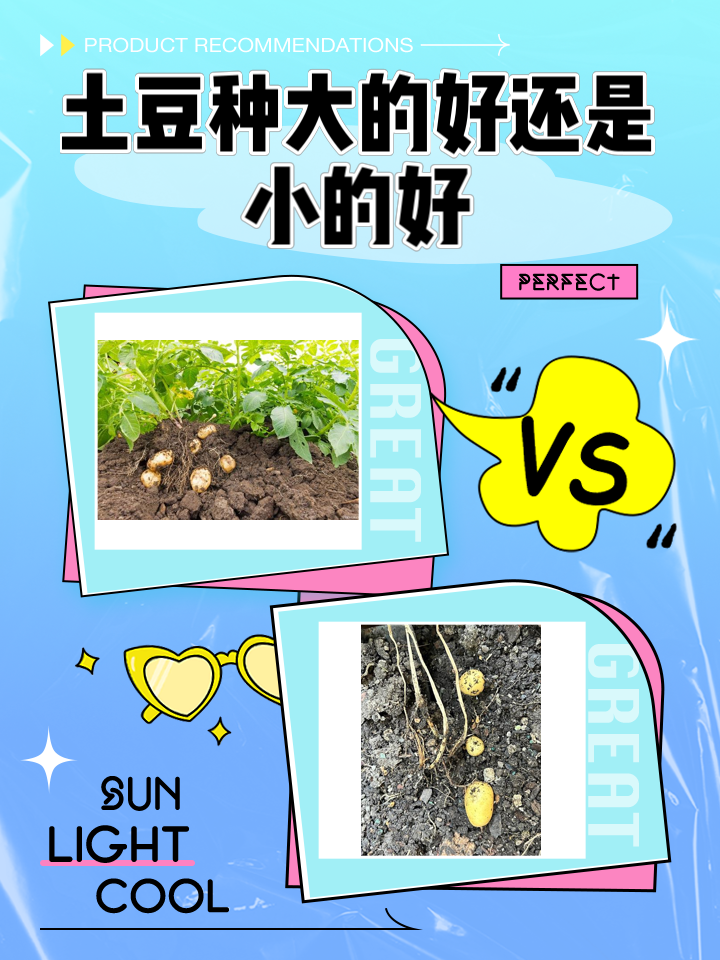 夏播土豆什么时间种(夏季土豆什么时候播种)