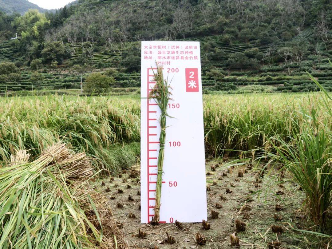 亩产1000公斤水稻品种(亩产1000公斤水稻品种,荃优967)
