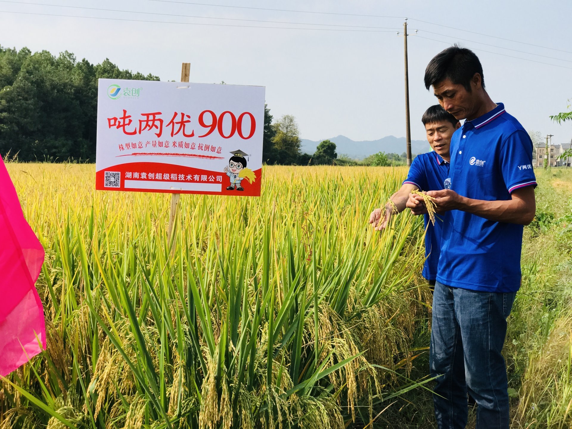 亩产1000公斤水稻品种(亩产1000公斤水稻品种,荃优967)