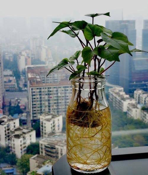 地瓜发芽种下去会长地瓜吗(地瓜发芽种下去会长地瓜吗怎么办)