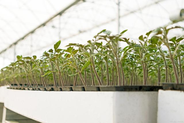学种植西红柿(学种植西红柿视频教程)