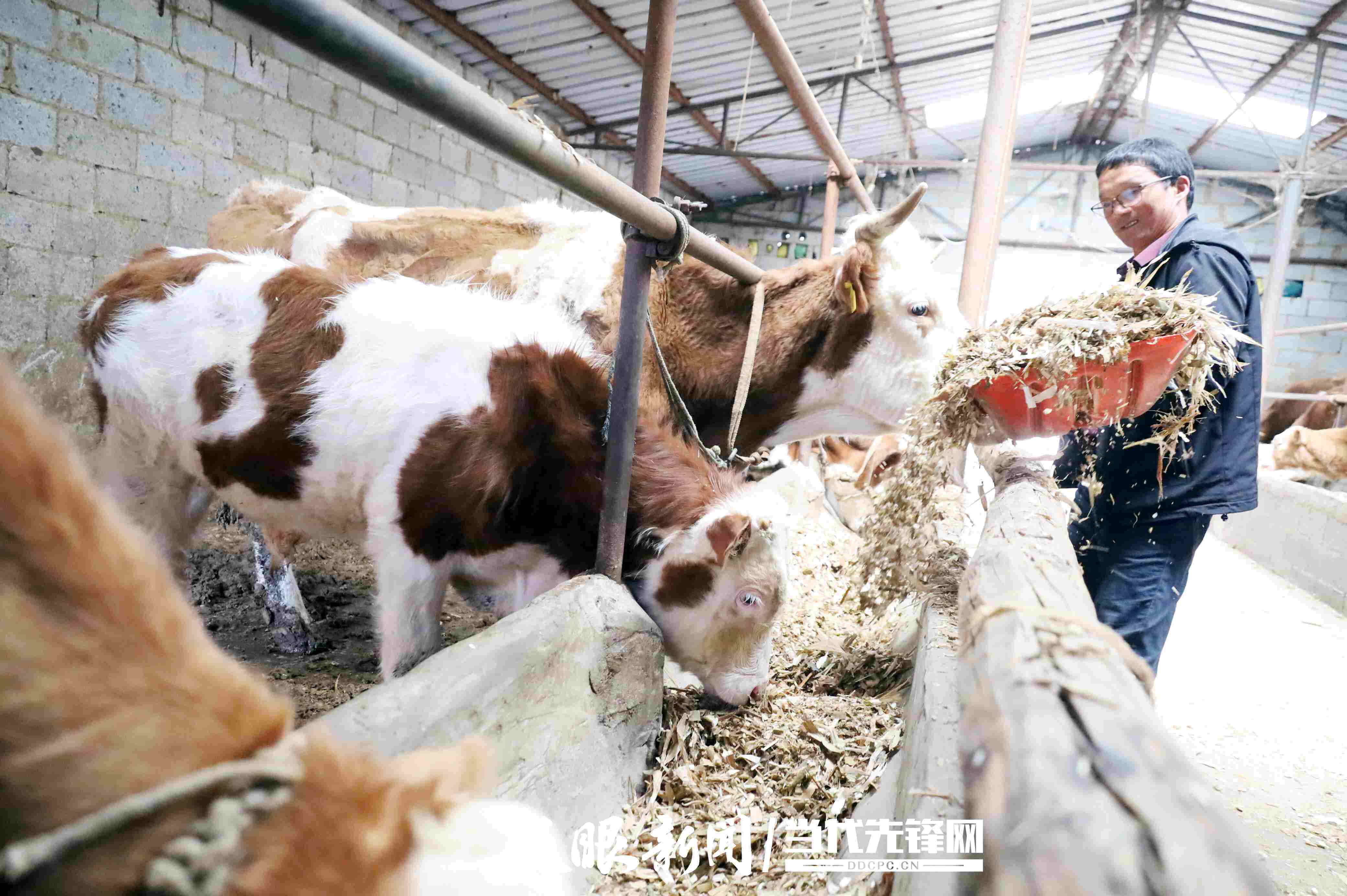 畜牧养牛场(畜牧养牛场设计图)