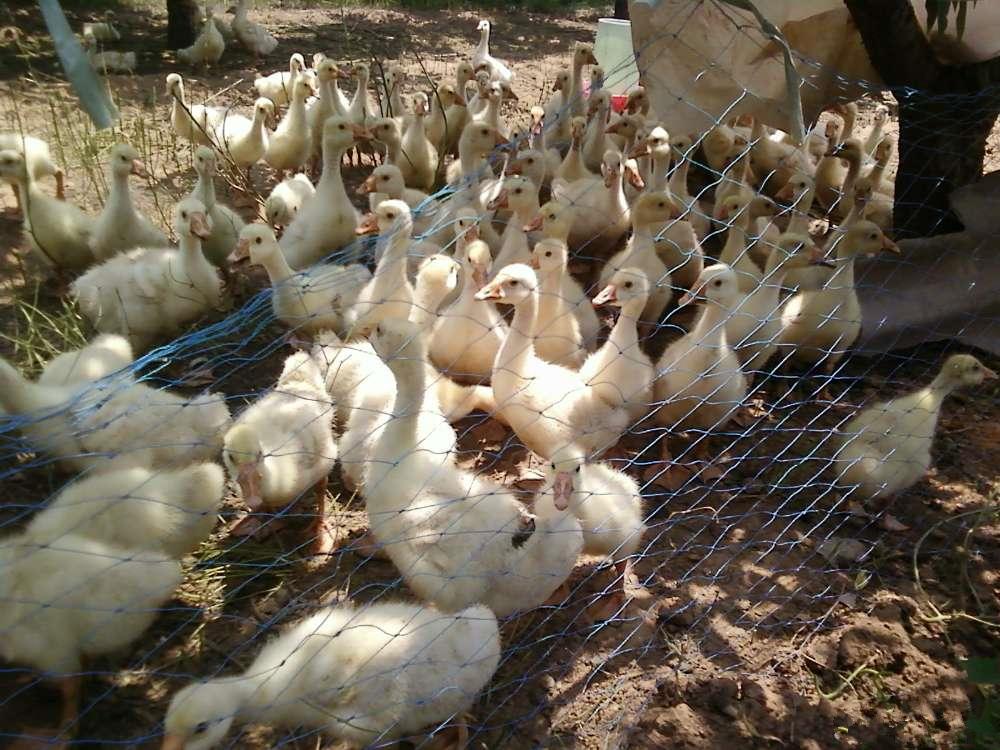 鹅雏饲养技术(雏鹅饲养技术五要点)