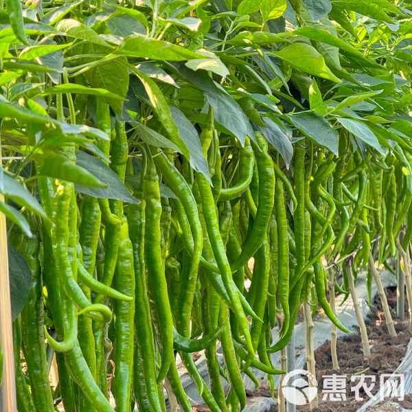 线椒种子哪个品种好(线椒哪个品种好又高产)