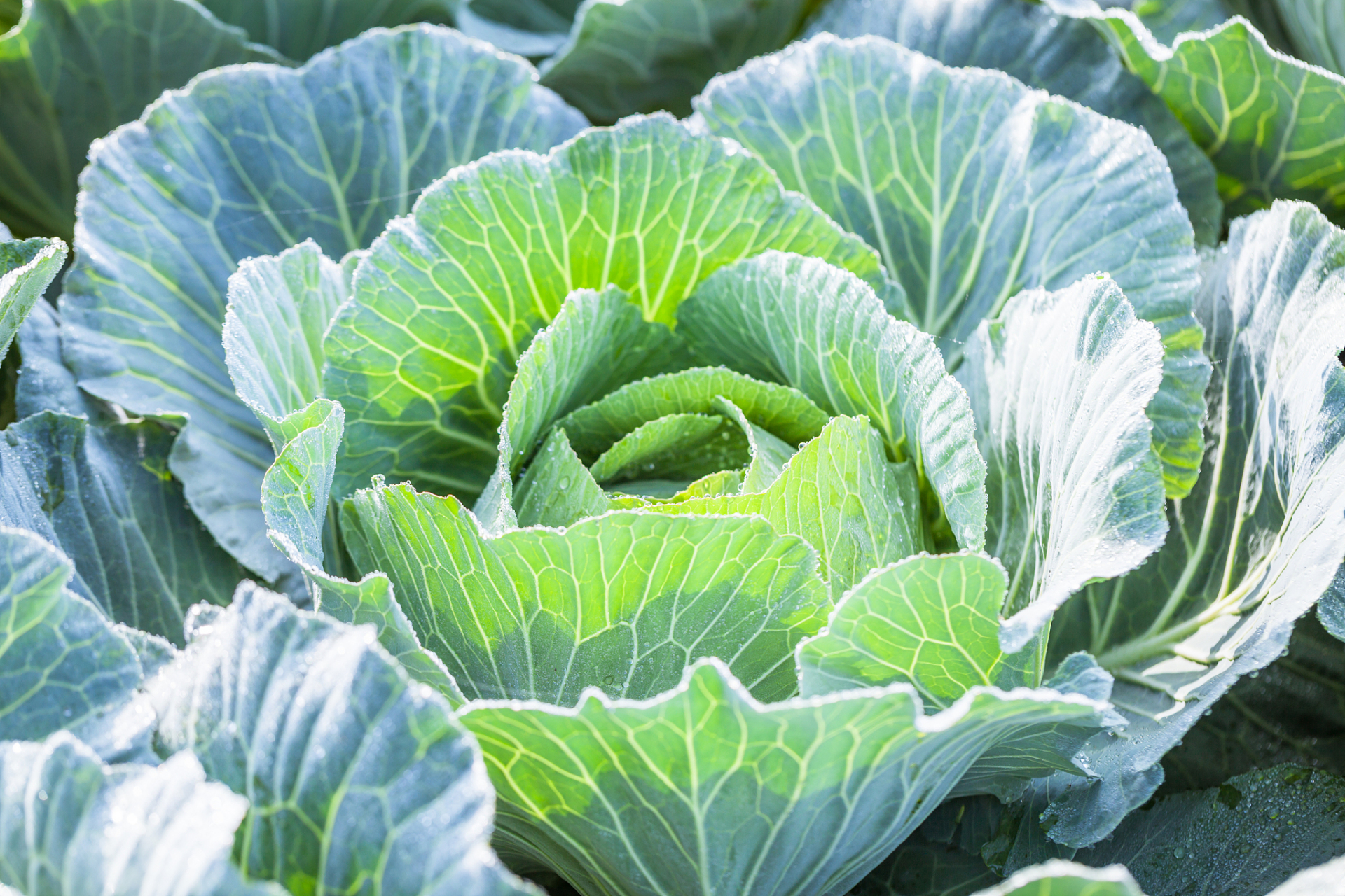 广东九月种什么蔬菜(广东9月份适合种什么蔬菜)