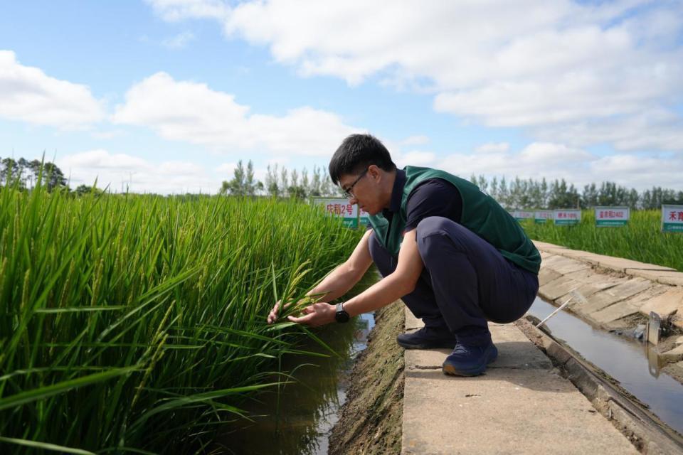 水稻种植距离(水稻种植距离多少米)