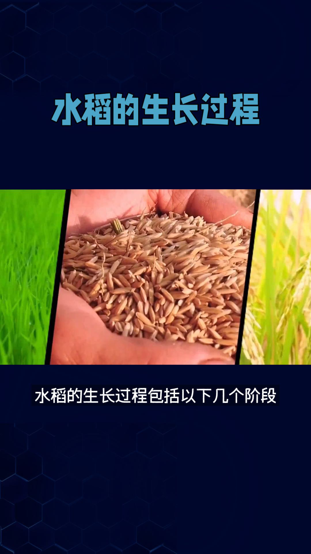 水稻种植距离(水稻种植距离多少米)