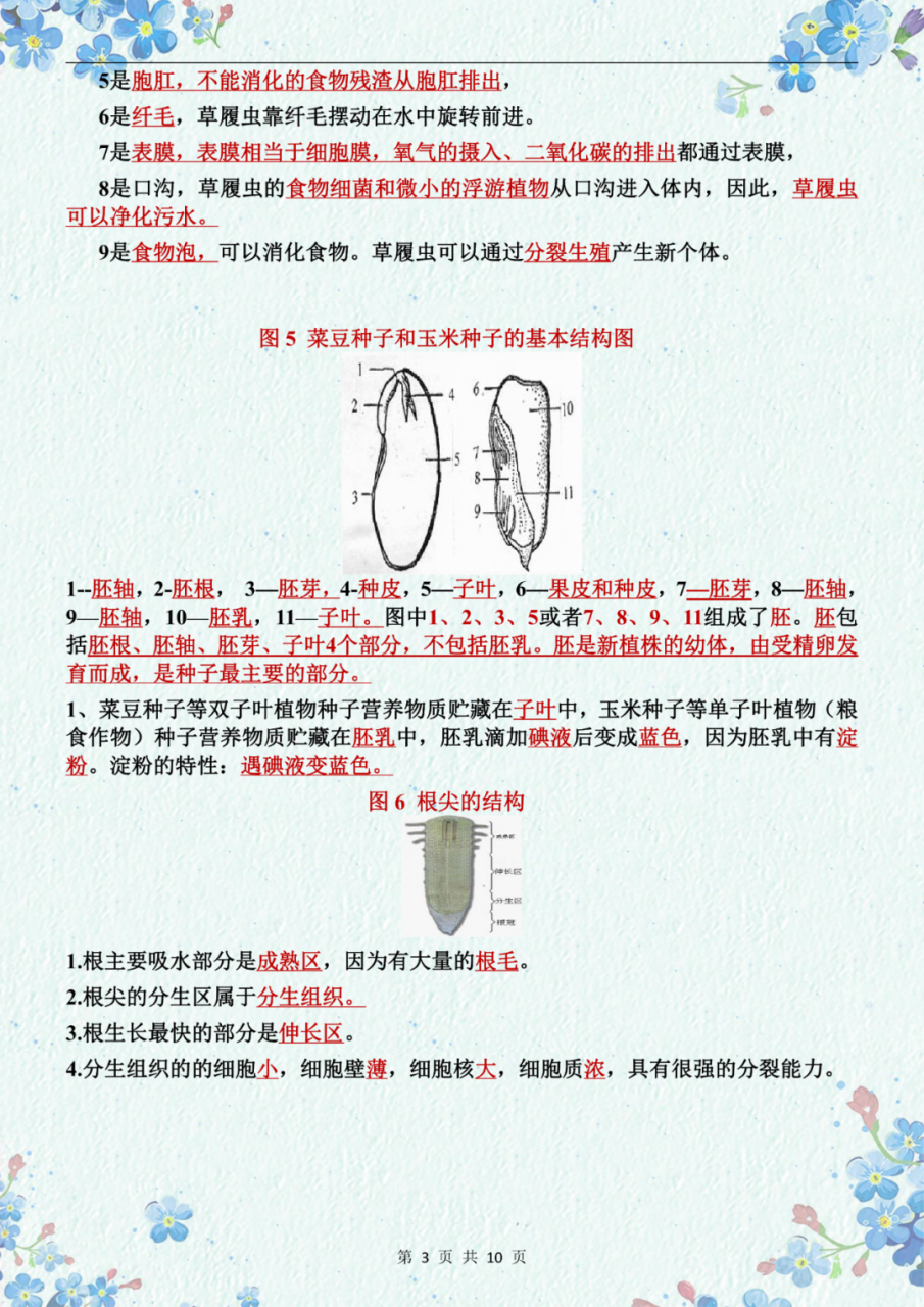 菜豆和玉米种子(菜豆和玉米种子结构图手绘)